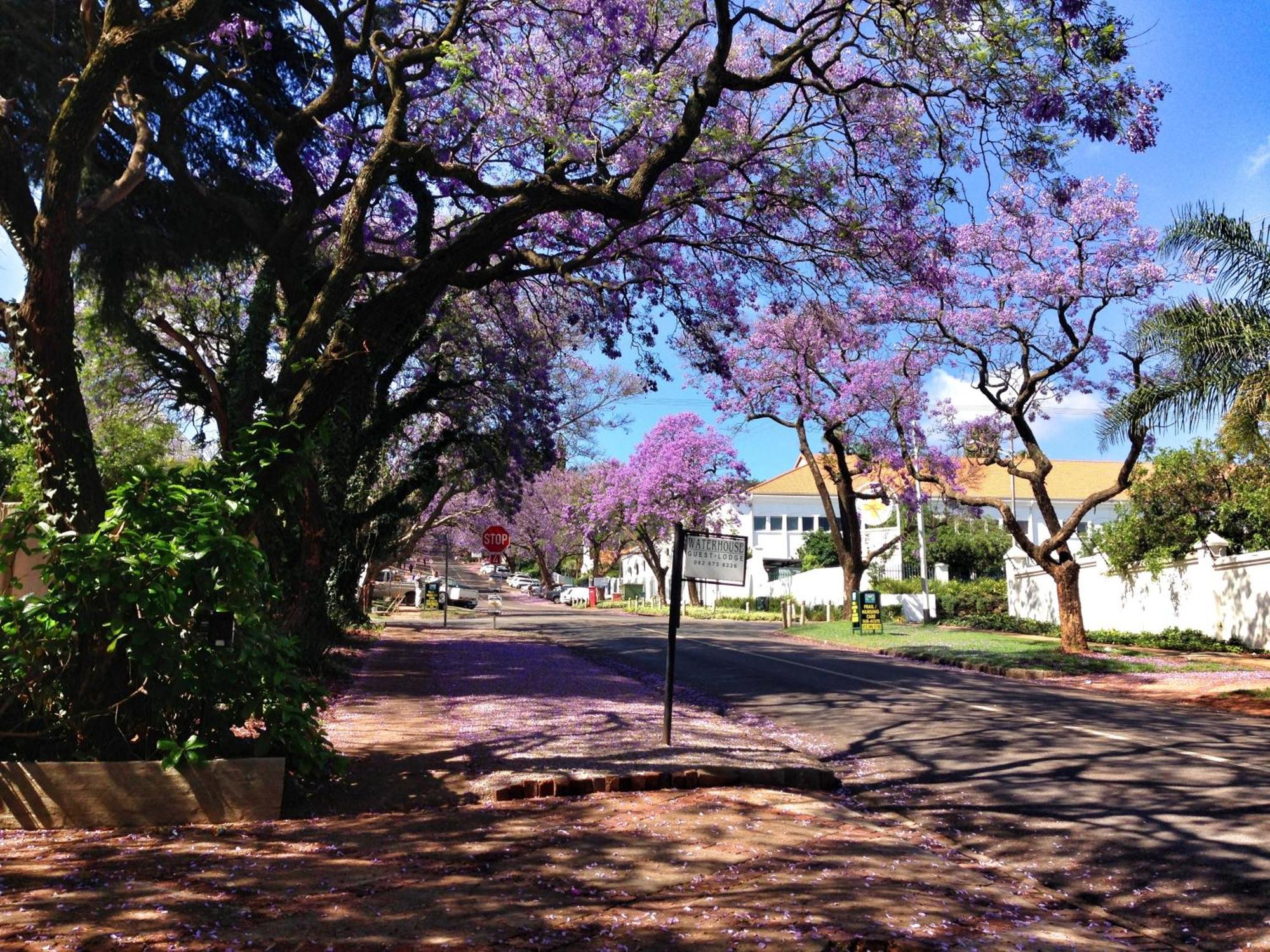 Waterhouse Guest Lodge In Muckleneuk Pretoria-Noord Kültér fotó